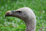 animal world, nature, bird