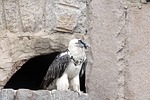 bearded, vulture, gypaetus barbatus