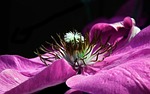 flower, clematis, violet