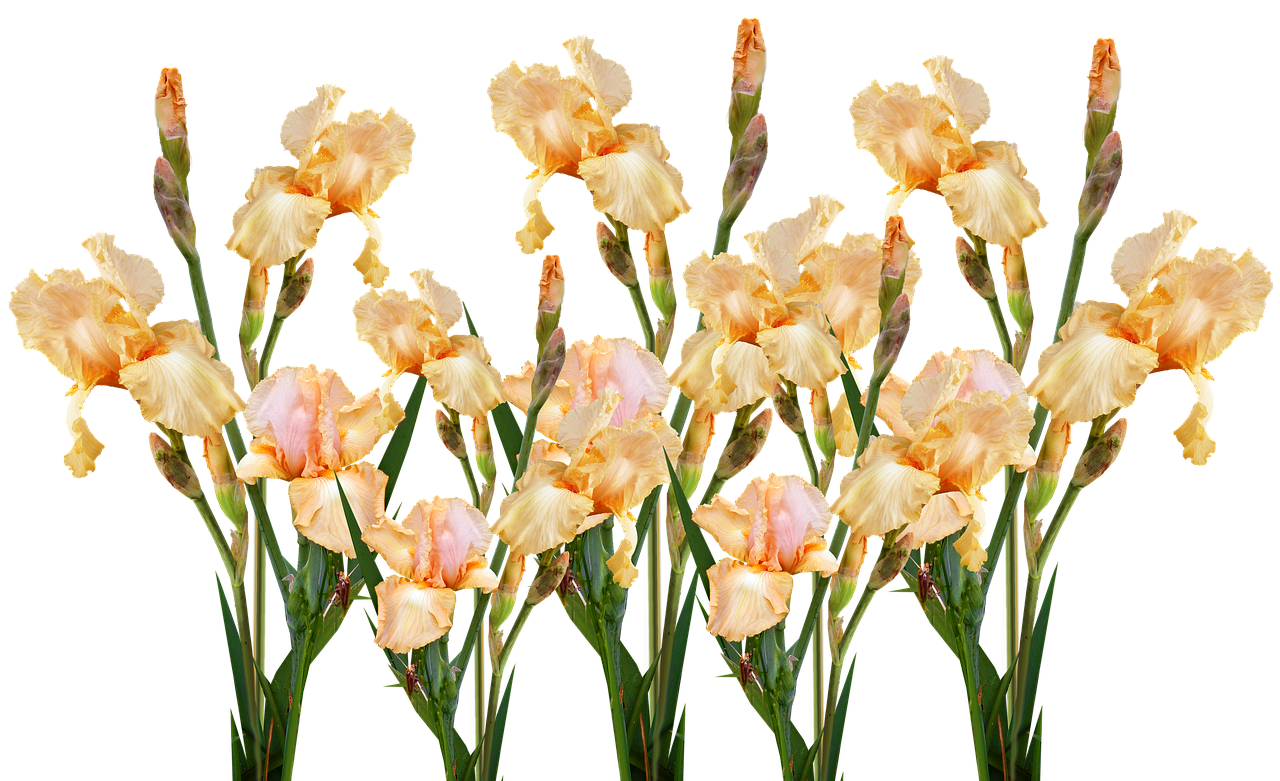 Flowers Yellow Iris Free photo on Pixabay