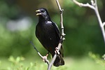 bird, wildlife, nature