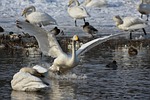 animal, lake, waterside