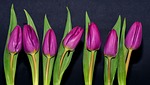 purple, violet, flowers