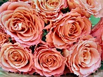 rose, bouquet, petal
