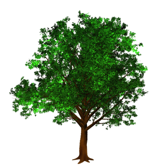 Vekst, Blad, Natur, Løvrike, Økologi