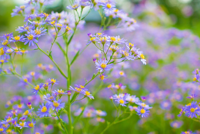 Blumen, Schöne Blumen, Natur
