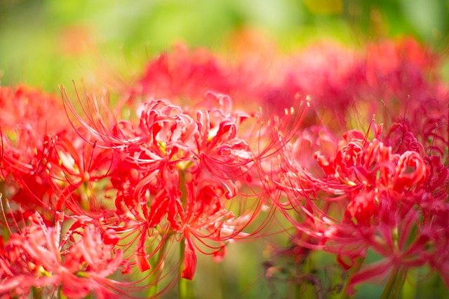 Natürliche, Pflanze, Blumen, Garten