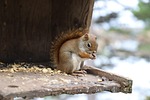 mammal, cute, wood