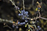 fruit, nature, tree