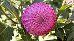 dahlia, flower, lilac flower