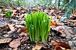 crocus, plant, leaf