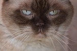 british shorthair, cat, domestic cat