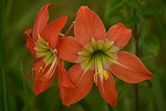 lily, flower, petal