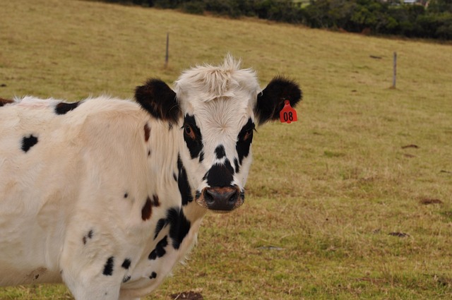 Free Bos Primigenius Taurus Mammalia photo and picture