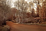 lane, park, landscape
