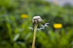 dandelion old, nature, taraxacum
