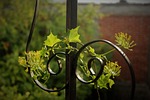 plant, plant guide, nature