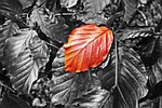 leaf, foliage, twig