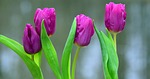 flowers, viola, purple