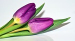viola, purple, flowers