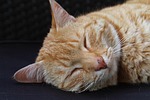 cat, animal, cute