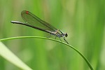japan, natural, insect