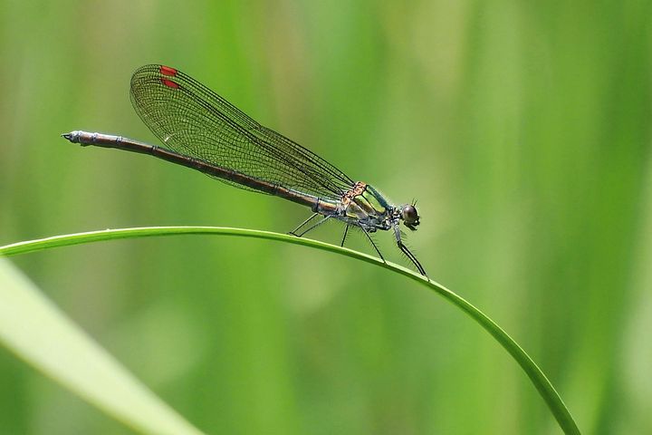 日本川蜻蛉照片 下载免费图片 Pixabay