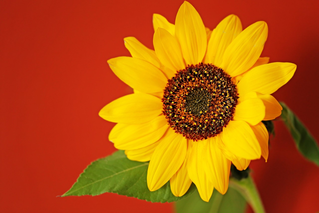 Sunflower - free online jigsaw puzzle photo