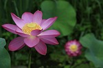 lotus, plants, nature