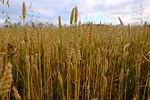 cereals, harvest, agriculture