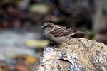 a city sparrow, passer domesticus, house sparrow