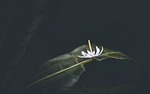 nature, pa, thailand