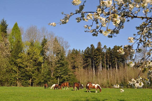 Free Tree Nature photo and picture