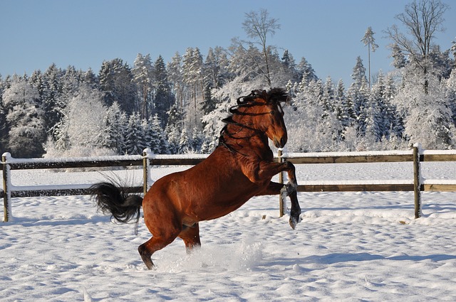 Free Snow Winter photo and picture