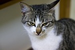 animal, cute, cat