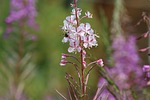 flower, nature, plant