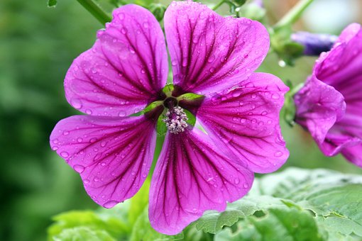 Flor, Papel De Parede De Flores