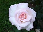 flower, petal, rosebush