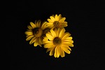 no one, flower, plant