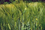 cereals, harvest, rural