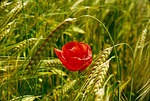 nature, field, summer