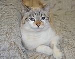 cat, cat lying, head cat