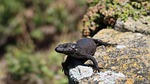 nature, animal, wildlife