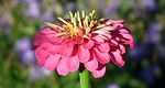 nature, flower, zinnia