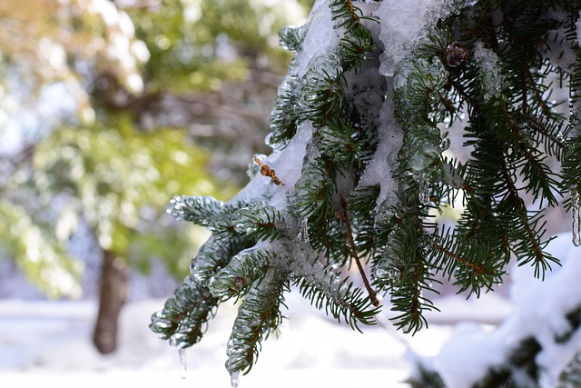 Free Tree Winter photo and picture
