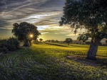 tree, landscape, field