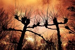 pollard willow, willow, tree