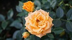 flower, rose, leaf