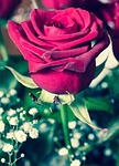 flower, rose, nature