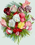 bouquet, decoration, gift